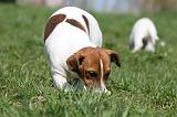 JACK RUSSEL 097